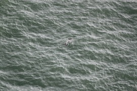 Missing Picture
